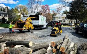 Professional Tree Removal and Landscaping Services in Baton Rouge, LA